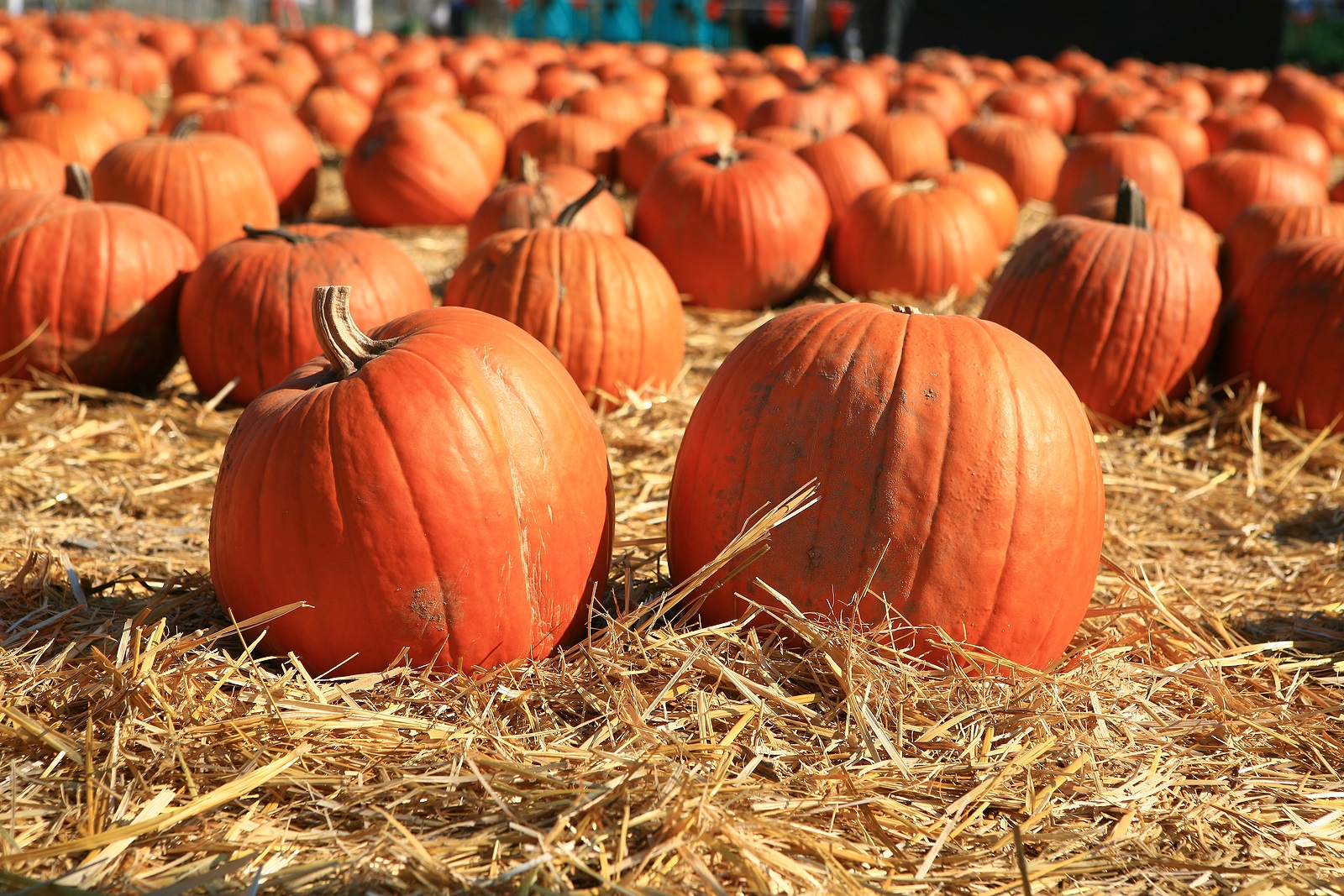 Fall Festivities
